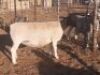 LOT 72 1 X DORPER OOI/EWE VICTOR KRUGER - T4