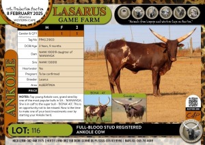 1X Full-blood Stud registered Ankole Cow Lasarus Game Farm