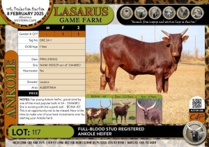 1X Full-blood Stud registered Ankole heifer Lasarus Game Farm