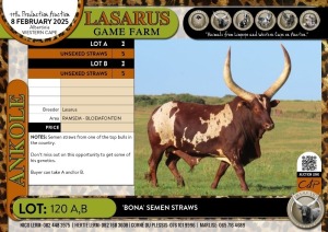 5 Unsexed X BONA' semen straws Lasarus Game Farm (Pay per Straw)