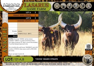 5Unsexed X VIKING' semen straws Lasarus Game Farm (Pay per Straw)