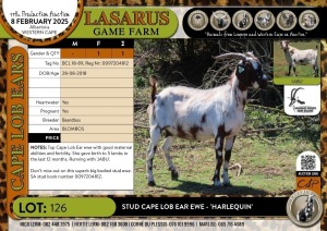 1X Stud Cape Lob Ear ewe - 'HARLEQUIN' Baardbos