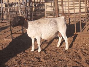 LOT 73 1 X DORPER OOI/EWE VICTOR KRUGER - T3 DRAGTIG