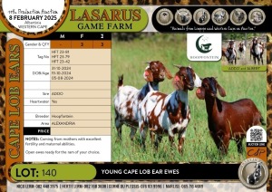 3X Young Cape Lob Ear ewes Hoopfontein (Pay per Animal)