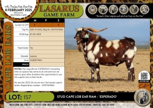 1X Stud Cape Lob Ear Ram - 'ESPERADO' Lasarus Game Farm