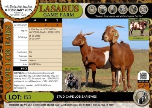 2X Stud Cape Lob Ear ewes Lasarus Game Farm (Pay per Animal)