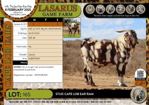 1X Stud Cape Lob Ear Ram Lasarus Game Farm