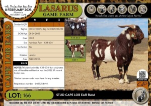 1X Stud Cape Lob Ear Ram Lasarus Game Farm