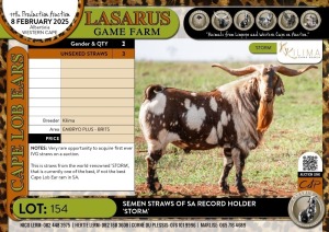 3 Unsexed X Semen straws of SA record holder 'STORM' Kilima (Pay per Straw)