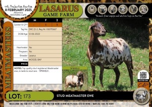 1X Stud Meatmaster ewe Lasarus Game Farm