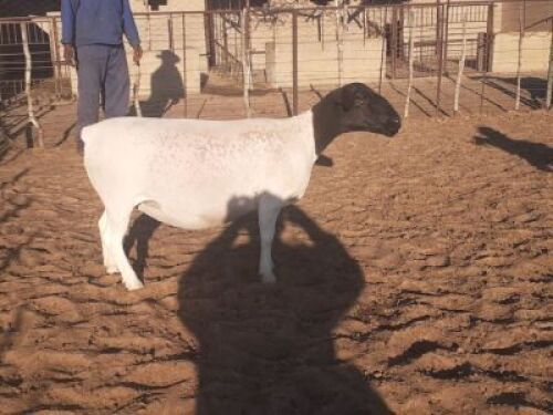 LOT 74 1 X DORPER OOI/EWE VICTOR KRUGER - T4