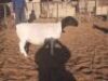 LOT 74 1 X DORPER OOI/EWE VICTOR KRUGER - T4