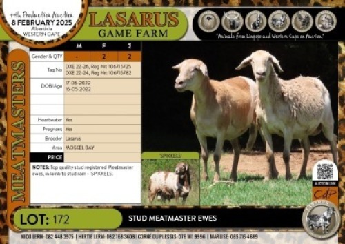 2X Stud Meatmaster ewes Lasarus Game Farm (Pay per Animal)