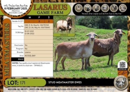 2X Stud Meatmaster ewes Lasarus Game Farm (Pay per Animal)