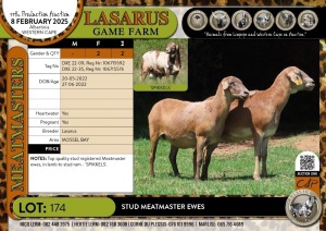 2X Stud Meatmaster ewes Lasarus Game Farm (Pay per Animal)