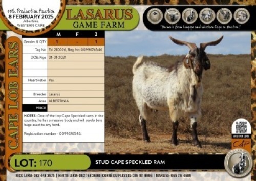 1X Stud Cape Speckled ram Lasarus Game Farm