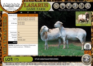 2X Stud Meatmaster ewes Lasarus Game Farm (Pay per Animal)