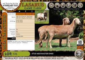 2X Stud Meatmaster ewes Lasarus Game Farm (Pay per Animal)