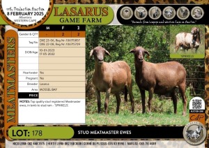 2X Stud Meatmaster ewes Lasarus Game Farm (Pay per Animal)