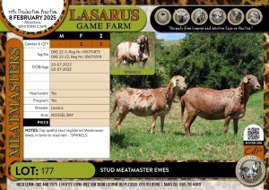 2X Stud Meatmaster ewes Lasarus Game Farm (Pay per Animal)