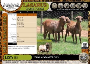 3X Young Meatmaster ewes Lasarus Game Farm (Pay per Animal)