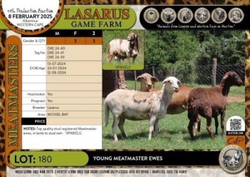 3X Young Meatmaster ewes Lasarus Game Farm (Pay per Animal)