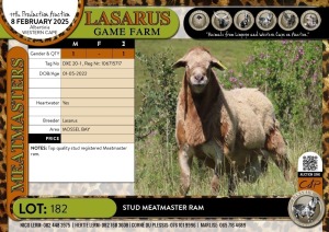 1X Stud Meatmaster ram Lasarus Game Farm