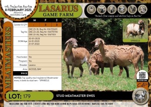 3X Stud Meatmaster ewes Lasarus Game Farm (Pay per Animal)