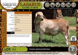 1X Young Meatmaster ram Lasarus Game Farm