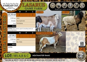 1X Meatmaster ram Heuningfontein 