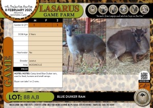 1X Blue Duiker ram Lasarus Game Farm (Pay per Animal)