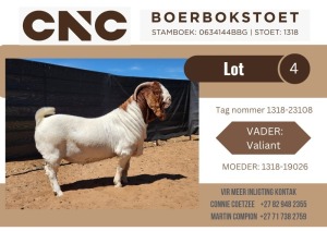 1X BOER GOAT FLOCK BUCK CNC Boerbok Stoet