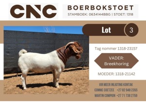 1X BOER GOAT STUD BUCK CNC Boerbok Stoet