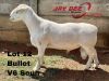 ONTTREK - LOT 12 1 X WITDORPER RAM DRIES MEYER - 3