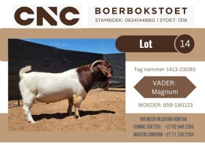 1X BOER GOAT FLOCK BUCK CNC Boerbok Stoet