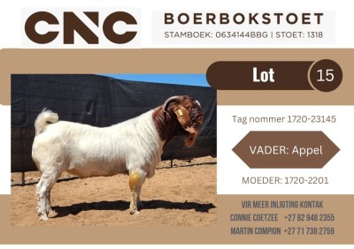 1X BOER GOAT FLOCK BUCK CNC Boerbok Stoet