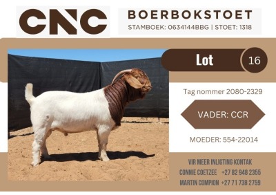 1X BOER GOAT FLOCK BUCK CNC Boerbok Stoet