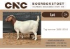 1X BOER GOAT PREGNANT FLOCK DOE CNC Boerbok Stoet