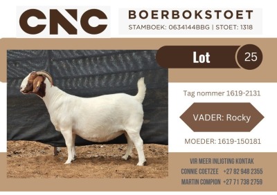 1X BOER GOAT FLOCK DOE CNC Boerbok Stoet