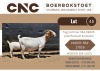 1+2X BOER GOAT FLOCK DOE + KID CNC Boerbok Stoet