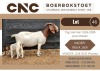 1+1X BOER GOAT STUD DOE + KID CNC Boerbok Stoet