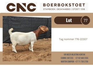 1X BOER GOAT PREGNANT FLOCK DOE CNC Boerbok Stoet