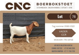 1X BOER GOAT STUD DOE CNC Boerbok Stoet