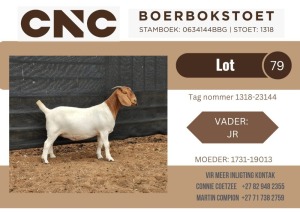 1X BOER GOAT STUD DOE CNC Boerbok Stoet