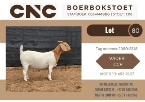 1X BOER GOAT FLOCK DOE CNC Boerbok Stoet