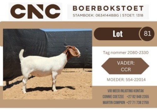 1X BOER GOAT FLOCK DOE CNC Boerbok Stoet