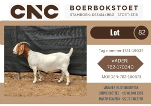 1X BOER GOAT FLOCK DOE CNC Boerbok Stoet