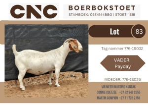 1X BOER GOAT FLOCK DOE CNC Boerbok Stoet