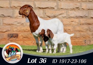 1X BOER GOAT FLOCK DOE The Falls Boergoat Stud