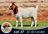 WITHDRAWN - 1X BOER GOAT DOE The Falls Boergoat Stud